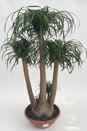 Beaucarnea 80cm x D