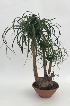 Beaucarnea 80cm x D30