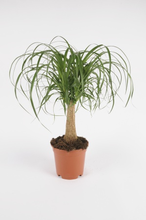 BEAUCARNEA Recurvata 40cm-D12