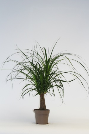 Beaucarnea Recurvata 50cm x D17