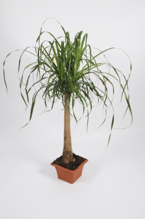 BEAUCARNEA Recurvata coupe 100cm-D27