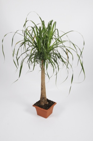 Beaucarnea Recurvata coupe 65cm x D20