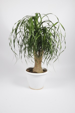 BEAUCARNEA Recurvata ramifié 100cm-D60