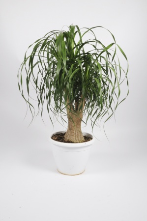 Beaucarnea Recurvata ramifié 150/160cm x D90