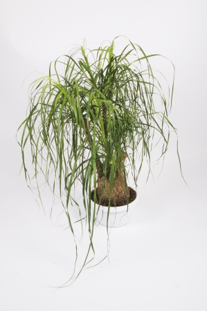 BEAUCARNEA Recurvata ramifié 95cm-D45