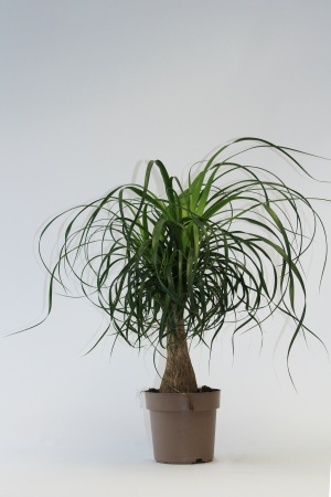 Beaucarnea Recurvata Singola 45cm x D14