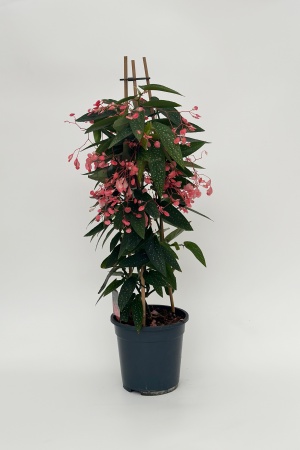 Bgonia 80cm x D19