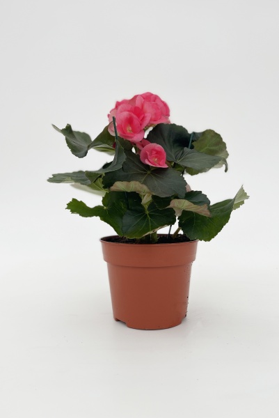 Bgonia Adona 30cm x D14