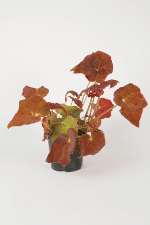 Bgonia Bgonia Autumn Ember 30cm x D14