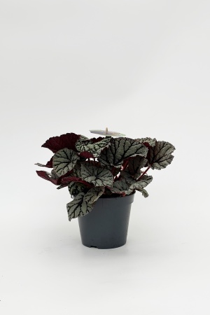 Bgonia Beleaf 45cm x D17