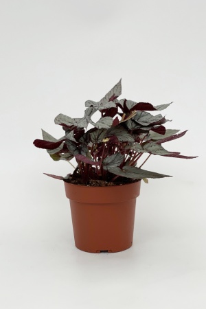 Bégonia Beleaf Arctic Breeze 45cm x D17