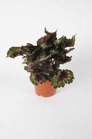 Bgonia Beleaf Mixte 35cm x D17