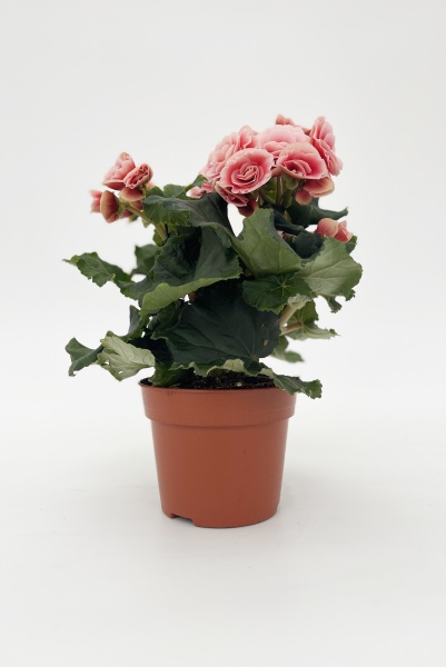 Bgonia Borias 30cm x D14