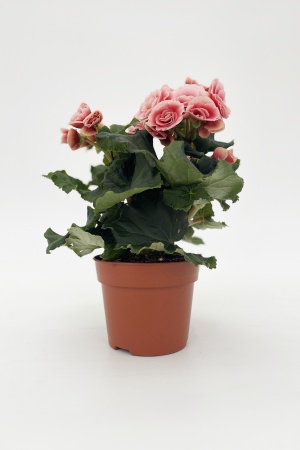 Bégonia Borias 30cm x D14