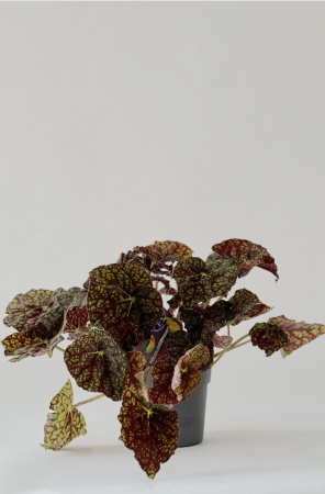 Begonia Bowerii Green Fever 25cm x D13