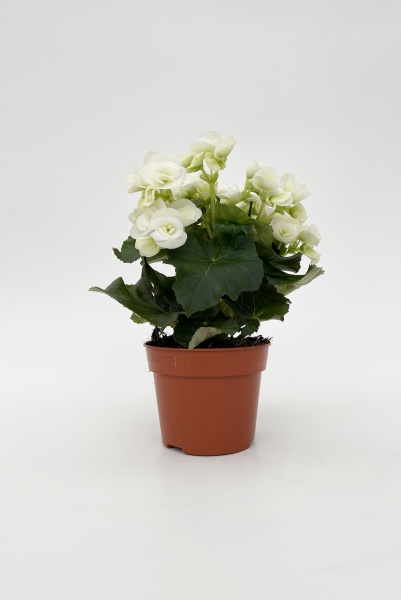 Bgonia Clara 30cm x D14