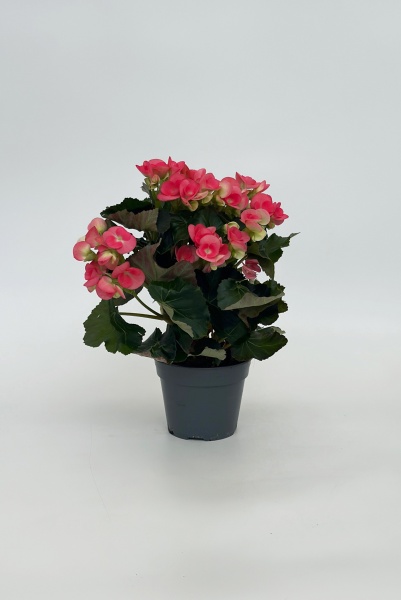 Bgonia Eliator 35cm x D15