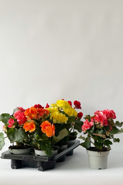 Bgonia Eliator fleurs doubles 30cm x D13