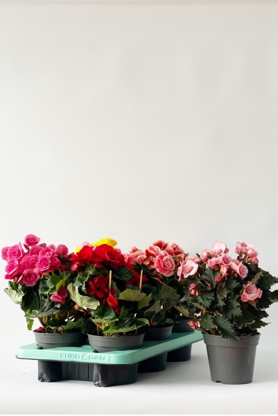 Bgonia Eliator fleurs doubles 30cm x D14