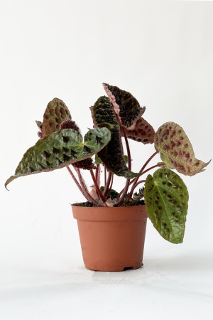 Bgonia Ferox 28cm x D13