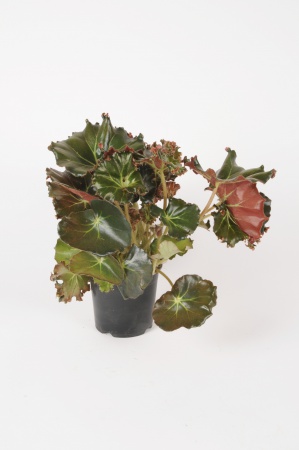 Bgonia Feuilleery Bunch 40cm x D14