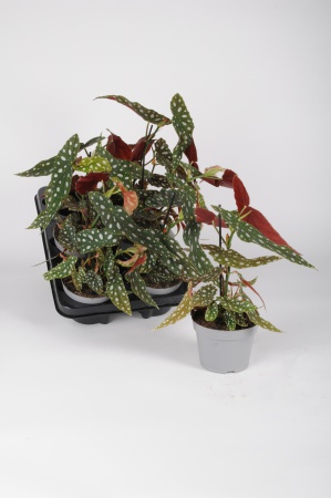 Begonia Maculata 30cm x D12