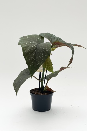 Begonia Maculata 30cm x D12
