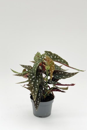 Begonia Maculata Housse Papier 30cm x D12