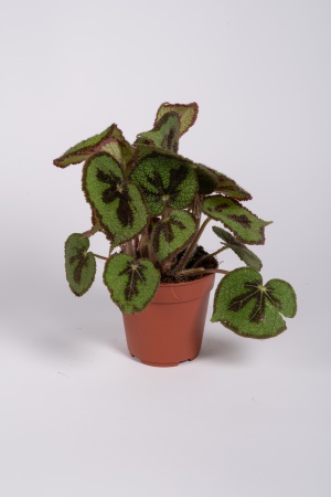 Begonia Masoniana 25cm x D12