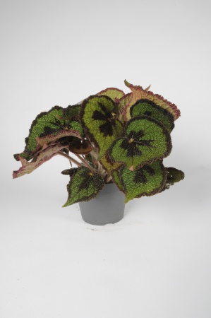 Bgonia Masoniana 35cm x D17