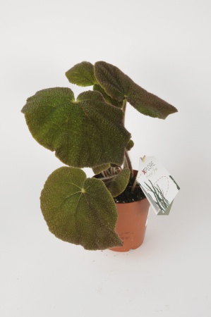 Bgonia Masoniana Jungle 45cm x D15