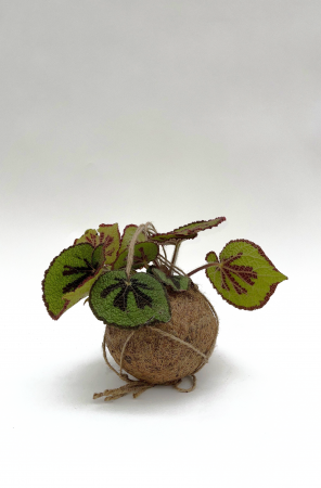 Begonia Masoniana Suspension Kokédama 16cm x D15