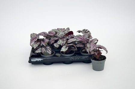 Begonia Rex-Hybrid Chayo 14cm x D6