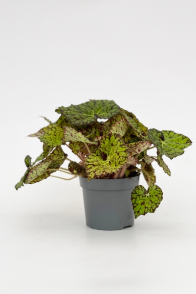 Begonia Rex Lime Fever 25cm x D13