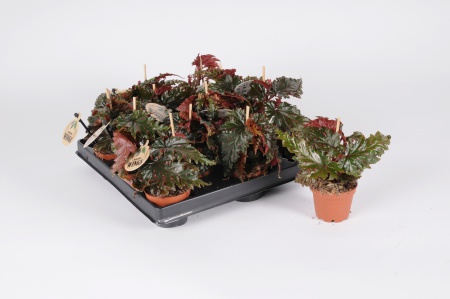 Begonia Rex Mary Brown 20cm x D6