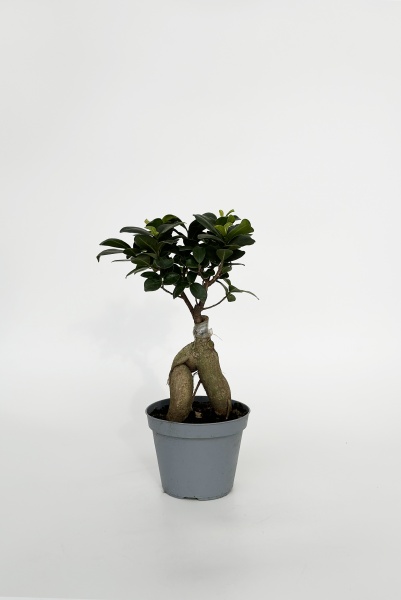 Bonsai Ficus Microcarpa 35cm x D12