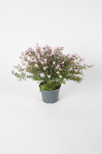 Boronia Anemonifolia 30cm x D12