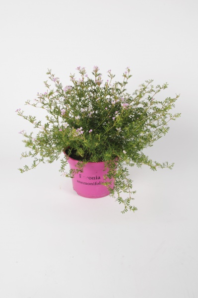 Boronia Anemonifolia 35cm x D17