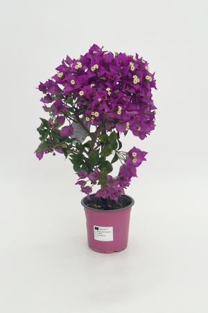 Bougainvillea Tige 55cm x D17