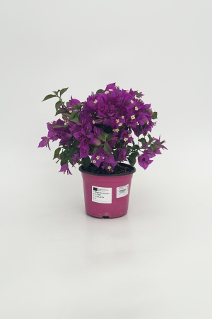 Bougainvillea Touffe 35cm x D14