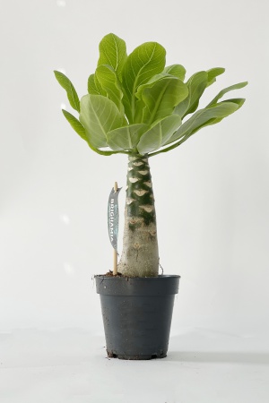 Brighamia Insignis Hawaiian Palm 40cm x D12