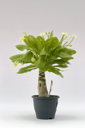 Brighamia Insignis Hawaiian Palm 45cm x D21