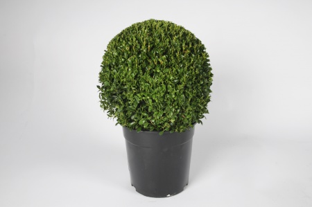 Buxus Boule 30cm 50cm x D24