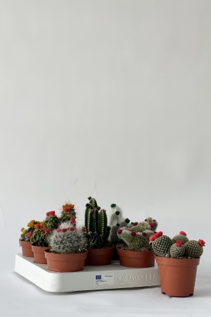 Cactus Fleurs de Paille 10cm x D8,5