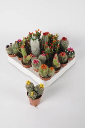 Cactus Fleurs de Paille 20cm x D5,5