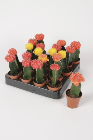 Cactus Greffé 16cm x D5,5