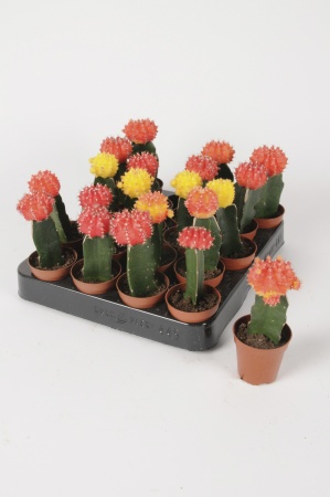 Cactus Greffé 16cm x D5,5