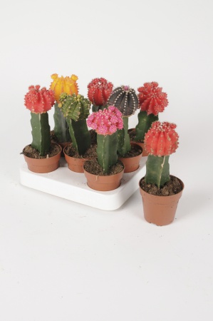 Cactus Greffé 25cm x D8,5