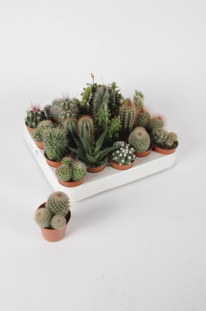 Cactus Mixte 10cm x D5,5