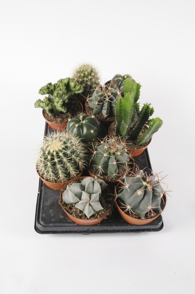Cactus Mixtes 25cm x D12